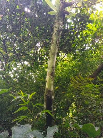 The image depicts a dense, tropical forest environment within Soibada, East Timor. A prominent, light-barked tree trunk with dark, mossy patches runs vertically through the right half of the frame. Its branches extend upwards, obscured by a thick canopy of various green foliage. Sunlight penetrates the canopy from above, creating bright, scattered highlights and lens flares through the leaves, indicating an overhead light source. Below the main canopy, layers of diverse green plants are visible, including what appears to be bamboo-like stalks and large, broad-leaved plants at the bottom of the frame. No individuals, animals, or man-made objects are present. The scene is static, capturing a natural, vibrant, and undisturbed forest landscape.