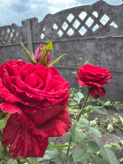 This media file showcases two vibrant red roses, one in sharp focus in the foreground and another slightly blurred in the background. The roses are characterized by their distinctive striped pattern, with deep red petals interspersed with lighter red or pinkish streaks. The foreground rose is in full bloom, with its layered petals intricately detailed, and a small green bud is visible to its left. The background rose, also red and striped, is slightly further away and appears to have a small insect on one of its petals.

The roses are part of a garden setting. They are positioned near a grey, weathered fence with a decorative, lattice-like cutout pattern. Through the cutouts, a cloudy sky is visible, suggesting it might be daytime, possibly overcast or a moment between sunny spells. Behind the roses, the ground is visible, covered with dark soil and interspersed with green foliage and some wilting leaves, indicating a natural outdoor environment.

The scene is tranquil and natural, highlighting the beauty of the roses. There are no people or explicit text visible in the image. The overall impression is one of a close-up view of blooming flowers in a garden, with elements of the surrounding environment providing context. The location is identified as Velyki Osniaky, Ukraine.