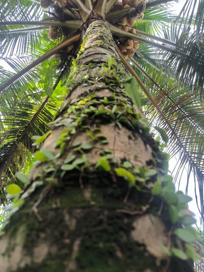 This image is a low-angle shot of a coconut tree trunk in Cotmerbo, Indonesia. The trunk is textured and covered in moss and small green vines. Above the trunk, coconut fronds are visible, some of which appear dried and brown, while others are green. A cluster of coconuts is also visible near the top of the tree, hanging from the fronds. The background consists of a bright, overcast sky. There are no people or animals depicted in the image.