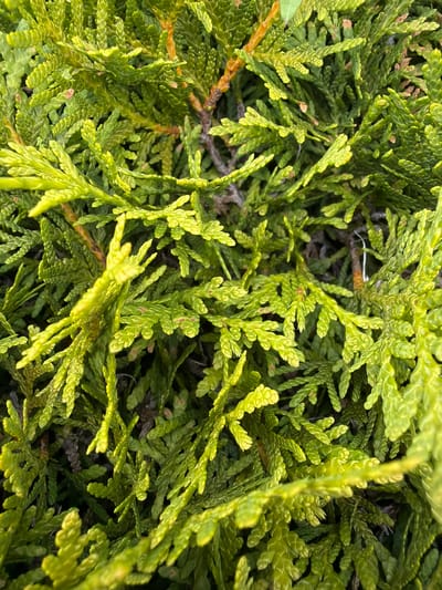 This is a close-up, overhead shot of a dense green shrub, likely a type of cypress or cedar, with scale-like leaves. The foliage is a vibrant green, with some areas appearing lighter and almost yellowish, particularly at the tips of the branches. Interspersed among the green are darker brown and reddish-brown elements, possibly dead leaves or small branches, which add depth and texture to the scene. The lighting suggests it might be daytime, with a soft, diffused light that highlights the intricate patterns of the leaves. The overall impression is one of abundant, natural growth. No people, text, or specific landmarks are visible, making it a purely botanical subject. The location context provided places this shrub in Sankt Augustin, Germany, but this information cannot be visually confirmed from the image itself.