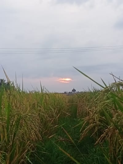 This image captures a serene rural landscape, likely at sunset or sunrise, in Puntimatangkuli, Indonesia. The dominant subjects are vast rice paddy fields that fill the foreground and extend into the middle ground, showcasing mature rice stalks with golden-brown grains ready for harvest, interspersed with vibrant green foliage. A narrow, dark path cuts through the center of the rice fields, leading towards the horizon.

In the distance, partially obscured by the rice fields and a faint haze, stands a mosque with multiple dark domes and cupolas, silhouetted against the sky. To the far left, a cluster of trees, possibly palm trees, adds to the natural backdrop.

The sky is largely overcast with shades of grey, but a warm, bright glow emanates from a low point on the horizon, where the sun appears to be breaking through a gap in the clouds. This light creates a soft, ethereal atmosphere. Three parallel power lines stretch across the upper portion of the sky, adding a subtle touch of human infrastructure to the otherwise natural scene.

The image depicts a peaceful, agricultural setting at a transitional time of day, highlighting the beauty of the cultivated landscape and the presence of local architecture. No people or visible text are present.
