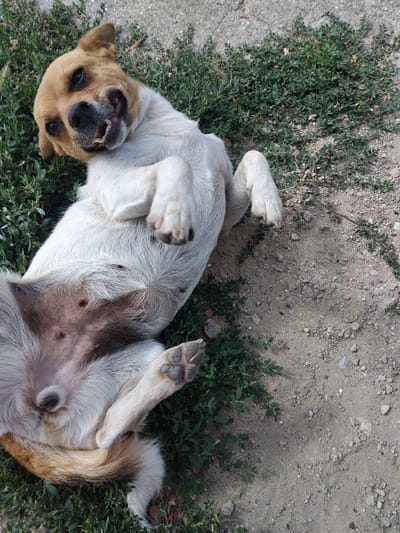 An overhead shot captures a small, light brown and white dog lying on its back in a patch of green vegetation and sandy ground. The dog's mouth is open, revealing its teeth in a relaxed, panting expression. Its paws are splayed upwards, and its belly is exposed, showing darker skin with visible nipples. The background consists of sparse green plants and dry, sandy soil with small pebbles. The overall scene suggests the dog is enjoying a moment of leisure outdoors. The location is identified as Krynychky, Ukraine.