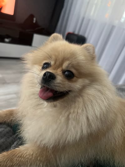 A fluffy Pomeranian dog with light brown fur and dark eyes is lying down indoors. Its tongue is sticking out slightly. The dog is on a gray surface, possibly a blanket or pet bed. In the background, there is a large dark object, possibly a television screen, with a bright orange shape reflected on it. To the right, sheer white curtains are visible, and behind them, a dark object with a red accent can be seen. The floor appears to be light-colored wood or laminate. The scene takes place indoors in a room.