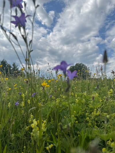 An outdoor, low-angle, vertical shot captures a meadow of wildflowers under a cloudy sky. The foreground is dominated by tall green grass and various small wildflowers, primarily purple bellflowers and yellow buttercups, with some blurred elements. In the midground, more flowers and green foliage fill the scene, interspersed with taller dry grasses and seed heads. A line of trees and utility poles can be seen in the far background, beneath a sky filled with dramatic, grey and white clouds. The overall impression is of a natural, wild landscape, possibly in the vicinity of Луптюг, Russia.