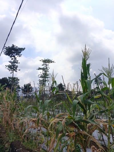 The image depicts an agricultural field located in Maw Hit, Myanmar, under a cloudy, overcast sky. The foreground is dominated by rows of corn (maize) plants at various stages of growth, with some exhibiting green stalks and leaves with prominent tassels, while others display dry, brown, and yellowed foliage. The ground between the corn rows is covered with black plastic mulch. A thick, dark electrical or utility cable runs diagonally across the upper left portion of the sky. In the mid-ground, a structure or fence constructed from numerous vertical bamboo or thin wooden stakes is visible. The background features several tall, slender trees with sparse canopies and denser dark green foliage. A low, dark, rough-hewn stone or concrete border is present at the extreme lower-left. No human subjects, animals, or active interactions are visible within the frame.