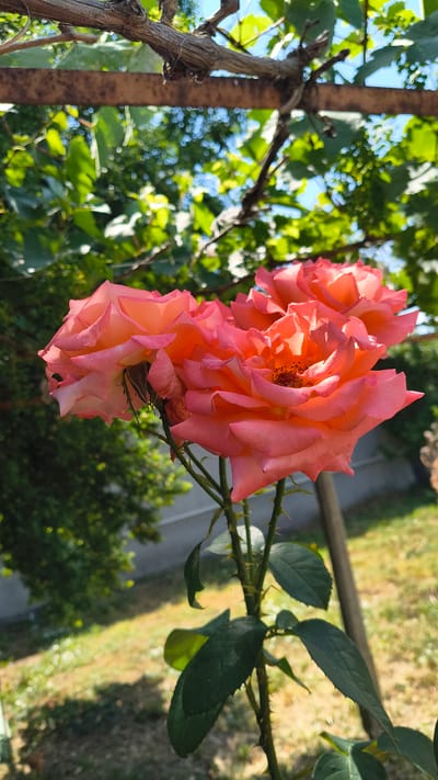 The image displays a close-up view of several blooming roses, predominantly in shades of coral and soft pink, with some petals showing hints of peach. The roses are clustered together on a thorny stem, with several dark green leaves visible. The background is softly blurred, suggesting an outdoor setting bathed in natural light.

The scene appears to be outdoors, likely a garden, given the presence of plants and foliage. The lighting indicates it is daytime, with the sun casting a warm glow on the rose petals, highlighting their delicate textures and curves. The orientation of the image suggests it was taken outdoors, possibly in Han Krum, Bulgaria, as per the location context.

The focus is entirely on the roses and their immediate stem and leaves, creating a naturalistic and intimate portrait of these flowers. The thorny stem is clearly visible, emphasizing the protective nature of the rose plant. The background consists of out-of-focus greenery and a blurry path or ground, contributing to a sense of depth and drawing attention to the floral subjects. There is no visible text in the image. The overall impression is one of natural beauty and the vibrant bloom of flowers on a sunny day.