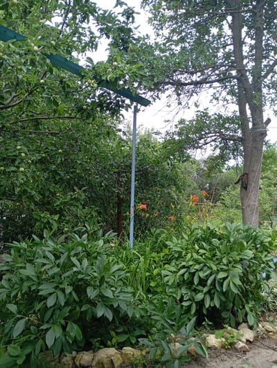 The image depicts a lush garden scene with dense foliage and a mature tree. In the foreground, large, leafy green plants form a thick hedge. Behind this, several orange flowers, likely daylilies, are visible amongst other green plants and grasses. To the right, a thick tree trunk with rough bark is prominent, with a thin white rope tied around its midsection. A dark-colored animal, possibly a cat, is clinging to the tree trunk, facing upwards. The background consists of a dense canopy of green leaves from various trees and shrubs, with glimpses of a cloudy sky peeking through. A blue pole, possibly part of a support structure, is visible on the right side of the frame, extending upwards. A green horizontal bar, also appearing to be a support, is seen in the upper left portion of the image, partially obscured by leaves and small green fruits. The ground in the foreground is covered with soil and scattered stones. The presence of the tree, flowering plants, and the overall garden arrangement suggest a residential setting. The image was taken in Krasnoarmeysk, Russia.