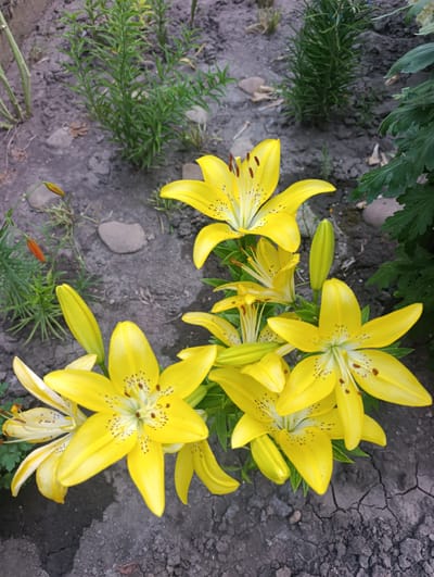 This media file captures a close-up view of a cluster of bright yellow lilies in a garden. The lilies are the primary subjects, with several fully bloomed flowers and a few buds visible. Their petals are a vibrant yellow, speckled with dark brown spots, and they feature prominent stamens. The flowers are positioned on a dark, cracked soil bed, with sparse green foliage and a few scattered grey stones. In the background, more green plants and a tall, thin stalk can be seen, suggesting a natural, outdoor setting. Some small, orange buds are also visible on a thin stem to the left, adding a touch of contrasting color. The overall impression is one of a lush garden in bloom. The lighting suggests it might be daytime, possibly with overcast skies given the diffused light. No people, text, or specific events are depicted. The location context is provided as Țînțăreni, Moldova.