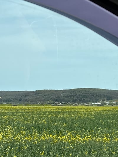 View from a car window in Staro Oriahovo, Bulgaria. The left side of the frame shows a portion of the car's interior with a light blue sky visible through the window. The right side of the frame presents a panoramic view of a hillside and a field of bright yellow rapeseed flowers in full bloom. The hillside appears partially wooded with sparse settlements scattered along the slope. No people are visible in the image.