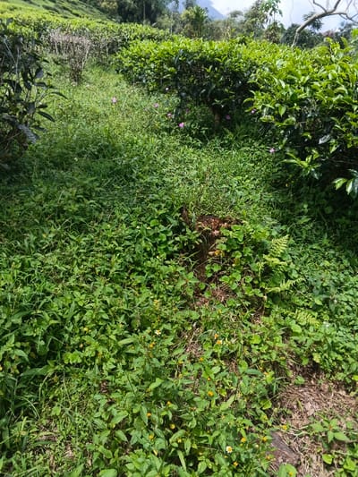 Lush greenery dominates the scene. A variety of plants intermix, featuring small yellow and white flowers amidst broader green leaves. A tree stump, partially covered in vegetation, anchors the center. Behind, taller shrubs and cultivated tea bushes fill the midground, leading up to a hazy mountain backdrop. The scene evokes a wild yet managed natural environment.