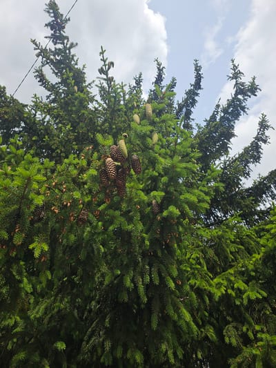 In Ponte di Legno, Italy, a close-up, low-angle shot captures the dense, green foliage of a coniferous tree, possibly a spruce. Numerous brown pine cones hang from its branches, some appearing mature and open, while others are smaller and more closed. The upper portion of the image shows a bright sky with scattered white clouds, and a thin black wire, likely a utility line, stretches across the upper left corner. The lighting suggests it is daytime, with the sun illuminating the vibrant green needles of the tree. The scene is purely natural, with no people or man-made structures other than the wire.