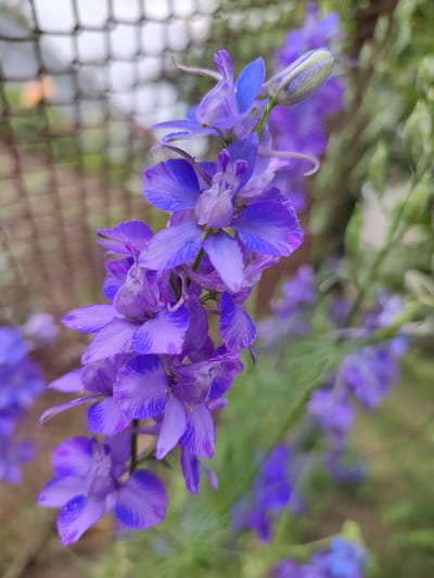 A close-up, upward-angled shot focuses on a tall stalk of vibrant purple delphinium flowers. The flowers are densely clustered, with individual blooms featuring multiple petals, some delicately veined and showing hints of blue. Water droplets are visible on some of the petals, suggesting recent rain or watering. In the background, a blurred, weathered chain-link fence runs horizontally, with hints of green foliage and a muted, out-of-focus orange object visible through the mesh. The overall environment appears to be outdoors, likely in a garden or natural setting. The specific location is identified as Voskobiinyky, Ukraine. There are no people or animals visible in the image.