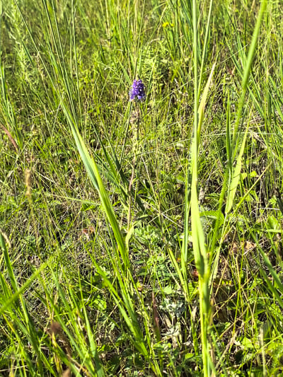A single purple flower with a tightly clustered bloom stands among tall, green grass. The flower is located in the central-left portion of the image. The surrounding environment is a dense field of grass, with blades of varying heights and shades of green creating a textured backdrop. Sunlight filters through the grass, casting shadows and highlighting some of the stalks. The scene appears to be outdoors in a natural setting. No people or specific man-made structures are visible. The provided metadata indicates the location is Peterfeld Rural District, Kazakhstan.
