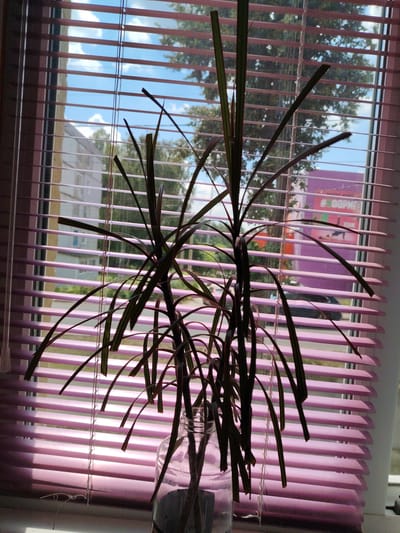 The image shows a plant in a glass vase in front of pink blinds. Outside the window, there is a building with windows and a tree. A purple truck with the hashtag #ДОФОРМЕ on it is also visible. The scene is likely a residential or commercial interior. The location is identified as Kimovsk, Russia based on the hashtag on the truck.