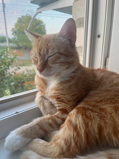 An orange tabby cat with closed eyes is resting on a windowsill. The cat is positioned in the foreground, occupying the majority of the frame. Its fur is a mix of orange and white, with the white marking being prominent on its paws. Behind the cat, a window with a screen looks out onto a blurred background of green foliage and some hints of pink and orange flowers, suggesting an outdoor setting with vegetation. The windowsill itself is white. The image captures a peaceful moment of the cat enjoying the light and warmth from the window. The location within Dvubratskiy, Russia is not discernible from the visual elements of the image.