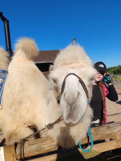A front-view, medium shot captures a light-colored camel in the foreground, its head dominating the frame. The camel wears a dark leather halter and a bright blue rope is attached to it. Behind the camel, a young female, likely in her early teens, is partially visible. She wears a black baseball cap, a black long-sleeved shirt, and a pink and black plaid jacket, with a braid of her brown hair extending down her back. Her hands, wearing fingerless gloves, are raised, suggesting she might be taking a picture. The setting appears to be an outdoor enclosure, possibly a zoo or petting farm, with a wooden fence in the foreground and a building with a brown roof in the background. The sky is a clear, bright blue, indicating a sunny day. The location of Lukaši, Russia, is mentioned, suggesting this is where the scene is taking place.