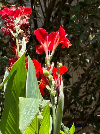 This media file showcases a close-up view of bright red Canna Lily flowers and their broad green leaves, bathed in sunlight. The flowers are in various stages of bloom, with some fully open and others just starting to unfurl. The vibrant red petals contrast sharply with the lush green foliage. The background is softly blurred, revealing the darker tones of tree branches and leaves, suggesting an outdoor setting, possibly a garden.
The sunlight creates strong highlights and shadows on the leaves, indicating it is likely daytime, with the sun positioned to cast distinct patterns. The flowers themselves appear healthy, though some of the older blooms on the lower left show signs of wilting or drying, suggesting a natural progression of the flowering cycle. The overall impression is one of natural beauty and the vibrant colors of a blooming plant.
There is no visible text within the image. The context provided places the scene in the Beer Tuvia Regional Council, Israel, suggesting a warm climate conducive to such flora. The image captures a moment of natural beauty, with the focus entirely on the botanical subjects.