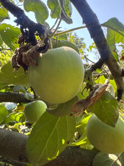In Plysove, Ukraine, an image captures a close-up view of unripe green apples hanging from a tree branch. The apples are a light green hue, with some showing subtle variations in color. The tree's bark is rough and dark, providing a stark contrast to the smooth texture of the apples and the vibrant green of the leaves. Some leaves are partially dried and brown, suggesting the changing seasons. The background is filled with more greenery and the bright blue of the sky, indicating an outdoor setting during daylight hours. No people or animals are present in the image.