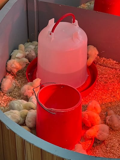 A collection of fluffy, pale yellow chicks are gathered in a small enclosure covered in wood shavings. They are clustered around two water containers: one is white with a red base and handle, and the other is a red bucket with a metal handle. The scene is bathed in red light, likely from a heat lamp. The enclosure is partially constructed from gray metal and light brown wood. The exact location within San Juan de Miraflores, Peru, is not discernible from the visual information provided.