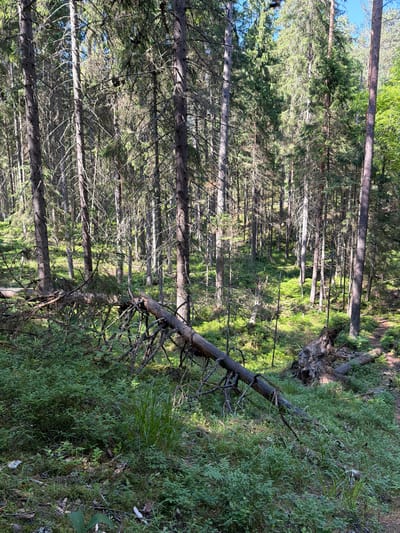 This is a landscape photograph of a dense forest in the city of Ilyichyovo, Russia. The scene is dominated by tall, slender evergreen trees, with a thick undergrowth of green bushes, grass, and moss covering the forest floor. The light filters through the canopy, creating dappled patterns of sunlight and shadow on the ground.

In the foreground, a large fallen tree trunk lies horizontally across the scene, its branches splayed out. Another fallen tree, uprooted, is visible further back to the right, its root ball exposed. A narrow, sandy path is discernible to the far right, winding its way deeper into the forest. The overall impression is one of a wild, untouched natural environment. There are no people or animals visible in the image.