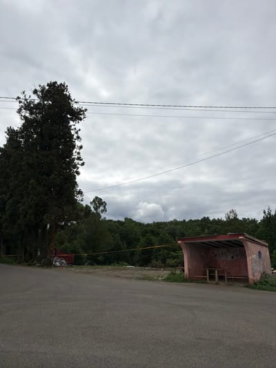 In Kveda Kvirike, Georgia, an overcast sky looms over a scene featuring a road and a dilapidated bus stop. The bus stop, constructed of concrete and corrugated metal, is weathered and graffitied, with a faded pink exterior and a red roof. Inside, empty shelves and a bench are visible. To the left of the bus stop, a large, dark green evergreen tree stands prominently, with a cluster of debris, including what appears to be a red dumpster or cart, at its base. A yellow caution tape or barrier stretches across the area in front of the debris and behind the bus stop, suggesting a restricted zone. Beyond the immediate area, a dense forest of green trees covers the landscape, creating a natural backdrop. Power lines are strung across the sky. The overall impression is one of neglect and abandonment.