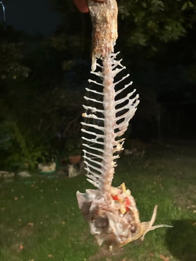 A close-up, vertical image, reportedly captured in Brener Regional Council, Israel, depicts the skeletal remains of a fish. An individual's light-toned fingers are visible at the top, grasping the superior portion of the fish's spine. The skeleton is largely denuded of flesh, revealing white bone structures including the head, a complete vertebral column, and numerous ribs. Some remnants of cooked, light brown flesh and a viscous white substance adhere to the upper spine. The fish's head cavity contains fragments of diced red and white/yellow material, appearing as a cooked filling or garnish. The scene is dimly lit, suggesting nighttime. The background is out of focus, displaying dark green grass at the bottom, and indistinct dark foliage from trees and shrubs, indicative of an outdoor, garden setting.