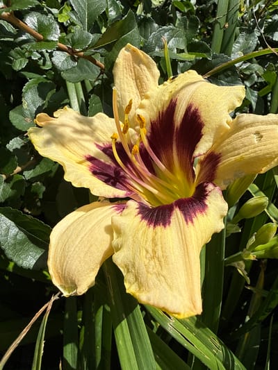 A close-up, eye-level, outdoor shot captures a pale yellow daylily with a deep burgundy throat. The flower is in full bloom, with its petals unfurled and its stamens prominently displayed. The background consists of lush green foliage, likely from the same plant or nearby vegetation. The lighting suggests it is daytime, with sunlight highlighting the delicate textures and colors of the flower. The overall impression is one of natural beauty and vibrant growth. The image was taken in Залесье Снт, Russia.