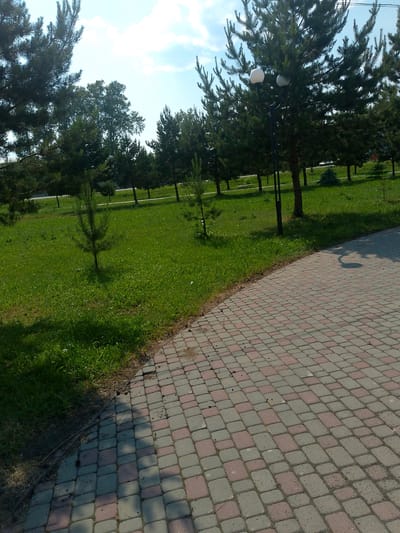 The image depicts an outdoor scene in Polysayevo, Russia, featuring a paved walkway adjacent to a grassy area with trees. The walkway is constructed from interlocked rectangular pavers in alternating shades of gray and reddish-brown. Several young pine trees are planted in the grassy area, and a street lamp with two globe-shaped lights stands in the mid-ground. The background is filled with a line of mature evergreen trees, likely pines, under a partly cloudy blue sky. The perspective suggests the photo was taken from ground level, looking across the walkway and into the park-like setting.