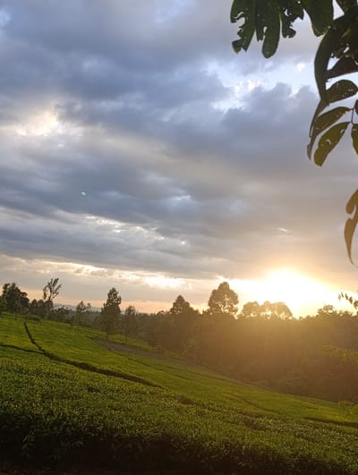 The image displays a picturesque sunset over a verdant tea plantation in a hilly region, likely Kaplelwo, Kenya. In the upper right foreground, dark green leaves from an unseen plant or tree partially frame the sky, showing some natural wear with small holes and irregular edges.
The central subject is a sprawling, lush green tea plantation that occupies the midground and lower half of the frame. The tea bushes are neatly arranged in contoured rows, following the natural slopes of the land. Taller trees with slender trunks are sparsely distributed within and around the tea fields, adding varied textures to the landscape. A dense line of trees forms the distant horizon, appearing as a darker silhouette against the bright light.
The sky is filled with a mix of dark grey and lighter, broken clouds. The time of day is sunset, with the sun radiating an intense, golden-orange light from the right side of the image. This powerful sunlight breaks through the clouds, illuminating their edges and casting a warm, serene glow across the entire scene. The overall impression is one of natural beauty and tranquility. There is no visible text in the media file.