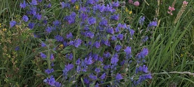 The image depicts a close-up view of a field of vibrant blue flowers, likely Viper's-bugloss (Echium vulgare), growing amongst lush green grass and other wildflowers. Small yellow and pink flowers are also visible in the background, adding touches of color to the natural scene. The lighting suggests it is daytime, with soft illumination filtering through the foliage. The setting appears to be a rural or natural environment, possibly a meadow or roadside verge, consistent with the natural landscape of Bash-Kaiyndy, Kyrgyzstan. There are no people or man-made objects prominently featured in the image. The focus is entirely on the flora.