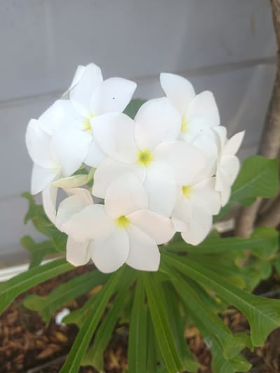 A close-up, eye-level shot captures a vibrant cluster of white flowers with bright green leaves, likely an ornamental plant. The flowers feature five pure white petals with gently rounded tips, each possessing a distinct bright yellow center. Several flowers are in bloom, forming a dense, rounded cluster, with a few smaller buds also visible. Tiny dark specks are discernible on some of the white petals.
Below the flowers, numerous long, slender, and deep green leaves fan out, providing a rich green base for the floral display. The leaves have smooth edges and appear healthy. The ground beneath the leaves is visible at the bottom of the frame, consisting of dark soil covered with dry organic matter or mulch.
The background is a uniformly light grey or off-white surface, possibly a wall or fence, suggesting an outdoor setting. To the far right, a blurred vertical element, appearing as a brown tree trunk or wooden post, adds a subtle backdrop. The lighting indicates daylight, enhancing the brightness of the white petals. No text is visible in the image. The scene depicts a tranquil garden or potted plant setting in Dhundshi, India.