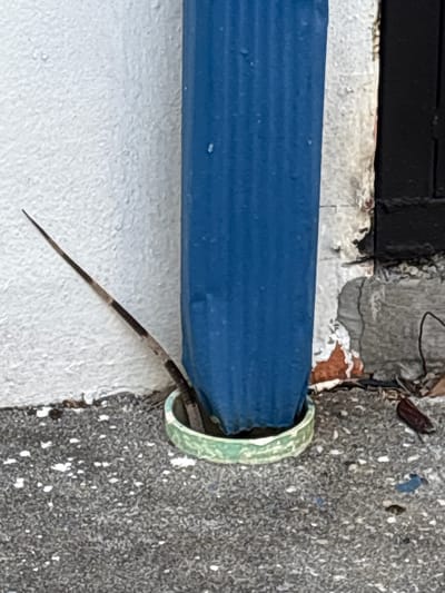 A close-up shot captures the end of a blue, ridged metal pipe extending horizontally into a green-rimmed opening in a weathered, white-and-gray cement wall. A slender, tapering brown tail protrudes from the opening beneath the pipe. The scene may be located in Cabo Velas, Costa Rica.