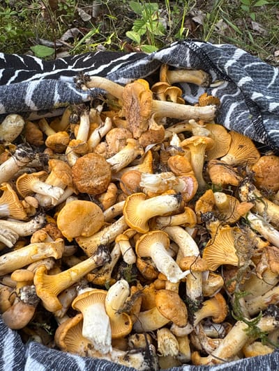 A close-up, overhead shot captures a pile of freshly foraged chanterelle mushrooms spilling out of a black and white patterned fabric bag onto the forest floor. The mushrooms vary in color from pale yellow to deep orange, with some showing earthy residue and bits of moss. The surrounding environment consists of dry leaves, twigs, and green grass, typical of the Żurawiniec area in Poland. The lighting is natural, suggesting an outdoor setting.