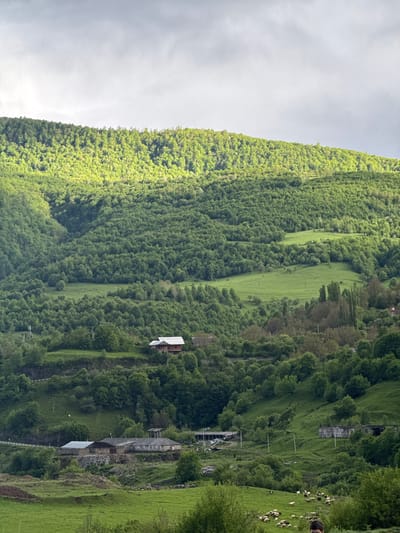 A landscape photograph shows a heavily wooded mountainside with buildings and a herd of sheep. The mountain slopes upward from right to left and is densely covered with green trees. A few patches of cleared green land are visible along the mountain. Buildings are interspersed amongst the trees and on the lower slopes. A herd of sheep grazes on the green slopes in the upper right. The sky is overcast. The location is likely Chkalov, Armenia.