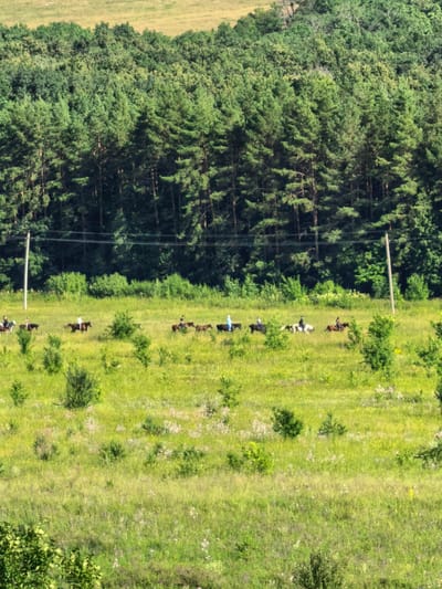An aerial, high-angle, medium shot captures a group of people on horseback riding through a grassy field on a sunny day. The field is lush with green grass and scattered wildflowers, with several small trees and bushes dotting the landscape. In the background, a dense forest with tall green trees forms a natural barrier, and beyond that, a lighter-colored, possibly cultivated, hill is visible. Power lines and utility poles are present in the mid-ground, suggesting proximity to a populated area. The riders are spaced out, moving from left to right across the frame, and appear to be enjoying a leisurely ride. The overall scene suggests a rural or semi-rural setting, possibly in or near the city of Shikhan, Russia, given the presence of coniferous trees and the general landscape.