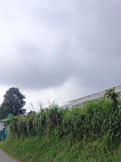 The image displays an outdoor scene in Uato Carabar, Timor-Leste, under an overcast sky. The upper two-thirds of the frame consist of light grey cloud cover. The lower portion is dominated by a dense, tall embankment of various green vegetation, including grasses and vines, extending horizontally across the foreground and midground. A narrow paved surface, consistent with a road or path, is visible in the lower-left quadrant, bordered by a strip of shorter green grass. In the background on the left, a large, dark green broadleaf tree stands adjacent to a partially visible light-colored building featuring a distinctive green-edged roof or awning and a green gate or fence section at ground level. To the right, above the dense vegetation, a structure resembling a greenhouse or shade house is visible, characterized by a translucent or white roof material supported by a metal framework. No individuals are present in the scene.
