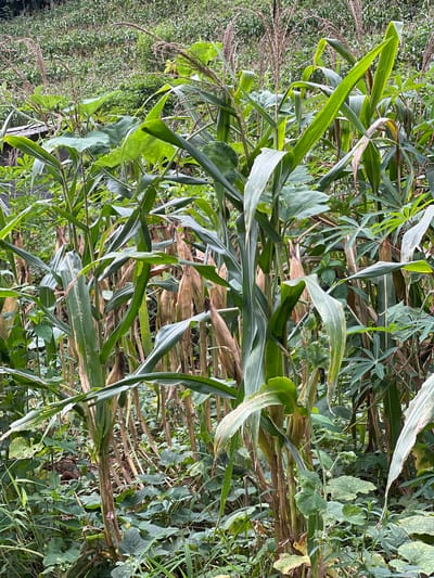 The image depicts a dense agricultural field, likely a mixed crop farm, in Cán Tỷ Commune, Vietnam. The foreground is dominated by several mature corn stalks, some with visible ears of corn. The corn leaves are broad and green, with some showing signs of drying or disease. Interspersed among the corn are other plants with larger, lobed leaves, possibly a type of gourd or squash, and some with more finely divided leaves. The ground is covered with a thick layer of green vegetation, including grasses and smaller leafy plants. In the background, the landscape rises, covered in more agricultural fields, appearing as a textured green mass. The overall impression is of a rural, agricultural environment, possibly on a hillside. There are no people or animals visible in the image.
