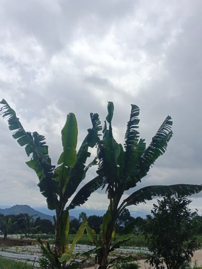 The image depicts an agricultural landscape in Ngọc Tụ, Vietnam, under an overcast sky. Two mature banana trees with large, green leaves, many of which are torn or tattered, dominate the foreground. In the mid-ground, an cultivated field is visible, featuring multiple rows of small plants covered with white plastic mulch film. Beyond the fields, a line of dense green trees forms a boundary, with several layers of mountains receding into the distance under the heavy grey cloud cover. No individuals or specific actions are observable.