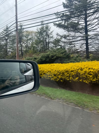 The photograph, likely taken from a moving vehicle, depicts a roadside scene in the Town of New Windsor, United States of America. The asphalt road runs along the right edge of the frame, bordering a grassy area. A vibrant, long hedge of yellow flowering shrubs dominates the background. Behind the hedge are bare trees and evergreen trees under an overcast sky. Power lines are visible in the upper left corner of the frame. The rearview mirror of the vehicle occupies the lower center of the image, reflecting the photographer holding a phone.