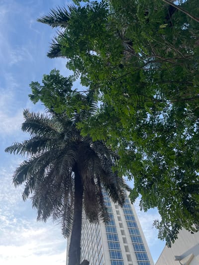 Looking up from ground level, a view of trees including a palm tree with dry fronds, some other leafy trees, a building with a grid of windows, and a blue sky with wispy clouds can be seen in Kelapa Dua, Indonesia. The image is rotated such that the sky appears to be below the trees and the building.