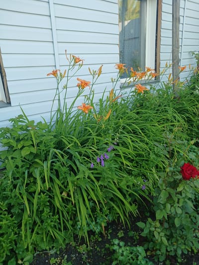 The image shows a close-up view of a garden bed in front of a building with light-colored horizontal siding. The garden contains several species of plants, including vibrant orange daylilies, deep green foliage, small purple bell-shaped flowers, and a single red rose. The building appears to be a house or other residential structure, with a partially visible window. The ground is dark soil, with some scattered fallen leaves and small green plants. The scene is likely a residential area in Chik, Russia, given the context provided. There are no people visible in the image.