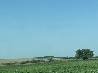 A wide, horizontally oriented, outdoor, daytime photograph depicts a vast, flat, rural landscape under a clear, pale blue sky. In the foreground, tall green grasses sway gently, suggesting a light breeze. Behind the grasses, a field of muted, dry vegetation stretches horizontally. Further into the mid-ground, a line of dense, dark green bushes and trees forms a broken, undulating barrier. A solitary, mature tree with a full, rounded canopy of green leaves stands prominently on the right side of the frame, set back from the foreground grasses. In the distance, a gentle rise in the land is covered with more dark green trees, creating a darker, textured horizon line against the pale sky. The overall impression is one of open space and natural, undeveloped terrain. The image is devoid of any human presence or identifiable man-made structures.