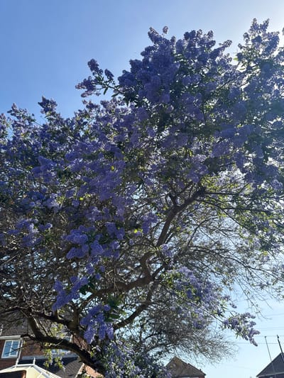 A low-angle shot looking up at a tree heavily laden with clusters of small, periwinkle-blue flowers, possibly Ceanothus, against a clear blue sky. The tree appears to be partially bare, with some branches devoid of leaves and flowers, particularly on the right side. A section of a building, potentially residential, is visible in the upper right corner. Overhead electrical wires are also visible against the sky. The photograph was taken outdoors in Kettering, United Kingdom.
