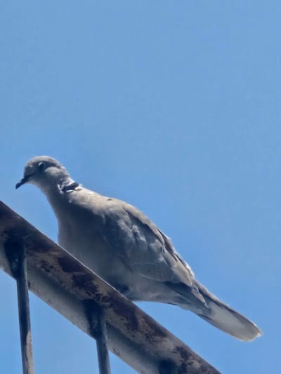 A grey collared dove is perched on a weathered metal railing against a clear blue sky in Chorbag, Tajikistan. The dove is facing left, with its head slightly lowered. The railing appears to be part of a fence or structure, with visible rust and discoloration. The background is a uniform expanse of sky.
