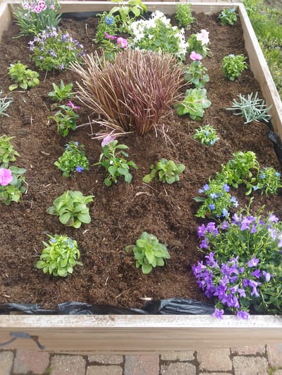 The image depicts a raised garden bed in Dudley, United Kingdom. The bed is constructed of light-colored wood and lined with black plastic. It contains various small plants including pink dianthus, campanula, blue lobelia, white alyssum, pink impatiens and several unknown green foliage plants. In the center is a clump of ornamental grass. The bed is filled with dark brown soil. The garden bed is resting on a brick paved surface. No people are visible.