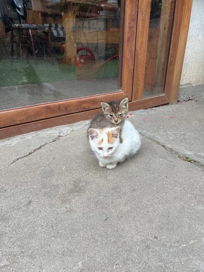 Two kittens are sitting on a cracked concrete surface outside a building with wooden doors and glass windows. The lower kitten is white with orange markings on its head and has its body curled up. The upper kitten is a tabby with gray and brown fur and is sitting on the back of the white kitten. The background shows a reflection in the glass of what appears to be furniture and a red watering can. The scene is outdoors, and small pink flower petals are scattered on the concrete. The location is specified as Kozlovets, Bulgaria.