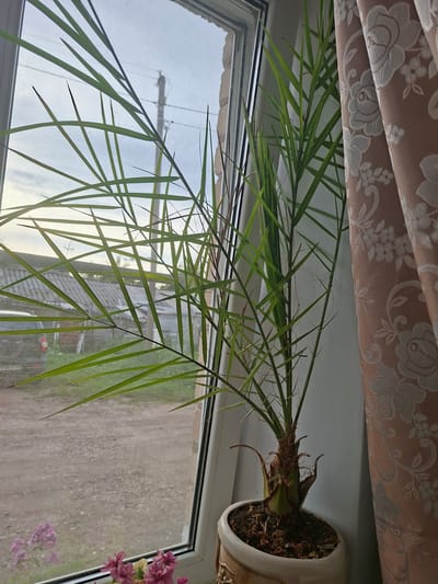 A potted palm plant with long, thin fronds sits on a windowsill. The fronds extend across the window, partially obscuring the view of the exterior. The plant is in a white ceramic pot that is tilted to the right. A light brown curtain with a floral pattern is draped above the windowsill. The curtain has a woven texture and a rose motif. Outside the window, a grid-like pattern, likely a screen, is visible. Beyond the screen, a blurred outdoor scene is visible, suggesting it is daytime. The light filtering through the window and the fronds suggests a bright day. To the right of the window, a small cluster of pink flowers is visible. The overall setting appears to be indoors, near a window.