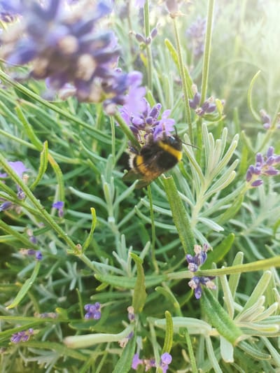 A close-up, slightly blurry, macro photograph captures a bumblebee actively foraging on a lavender plant. The bee, characterized by its black and yellow stripes, is positioned in the center-right of the frame, its body partially obscured by the vibrant purple florets and green foliage of the lavender. The background consists of more lavender stalks and leaves, creating a soft, naturalistic setting. The lighting suggests an outdoor environment, possibly a garden, with a gentle lens flare appearing in the upper right corner, indicating sunlight. The scene is devoid of human presence and urban infrastructure, suggesting a natural or cultivated green space. The location is described as Melling, United Kingdom, implying a setting within this specific geographical area, likely a garden or park.