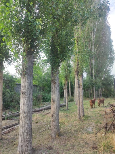 In the city of Mingchinar (Blagoveshchensky), Uzbekistan, a pastoral scene unfolds with a line of tall, mature trees with rough, grey bark and dense green foliage. The ground is covered with dry grass and scattered fallen branches. In the mid-ground, two young calves with light brown fur stand facing away from the camera. Behind them, more trees form a dense backdrop, with a low, grey brick wall visible through the vegetation. The overall impression is of a rural, somewhat unkempt outdoor environment.