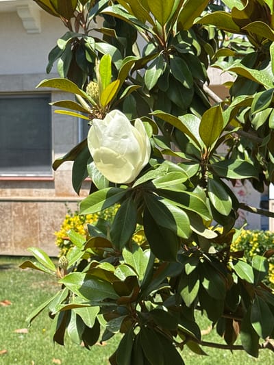 The image captures a close-up view of a white magnolia flower in bloom, surrounded by lush green leaves on a tree branch. The flower is the central subject, its petals unfurling to reveal a soft, creamy white hue. The leaves are a vibrant green, with some showing hints of yellow and brown, suggesting the changing seasons or the natural texture of the foliage. Sunlight filters through the leaves, casting dappled shadows and highlighting the glossy texture of the petals and leaves.
In the background, hints of the setting are visible. To the right, a green lawn is apparent, with some fallen leaves scattered on it. Behind the tree, there's a glimpse of a building with a stone facade and a window. A smaller bush with yellow flowers is also visible in the middle ground, adding a splash of contrasting color.
The lighting suggests it is daytime, likely a sunny day, given the strong shadows and bright illumination. The image has a natural and serene feel, focusing on the beauty of the magnolia blossom. There is no discernible text in the image. The perspective is from above, looking down at the flower and the tree. The overall scene is one of natural beauty, likely in a garden or park setting within Büyükçekmece, Turkey.